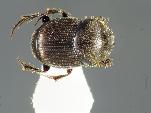 Onthophagus sp.